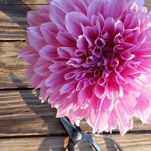 Meet your Posher, Ann